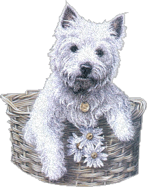scottie-icon